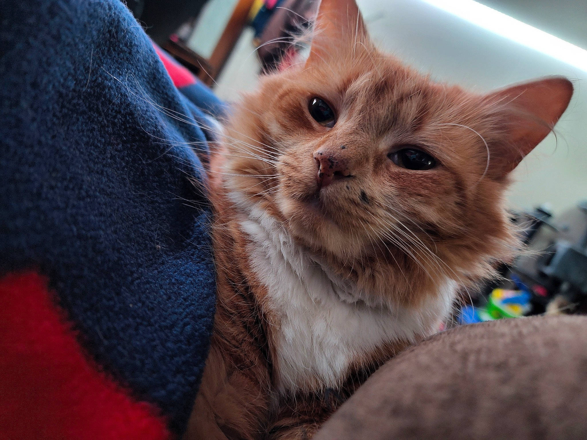 Simba is registered to the contest to win money with this photo: carnivore, cat, claw, comfort, domestic_short_haired_cat, ear, electric_blue, fawn, felidae, fur, paw, small_to_medium_sized_cats, snout, whiskers