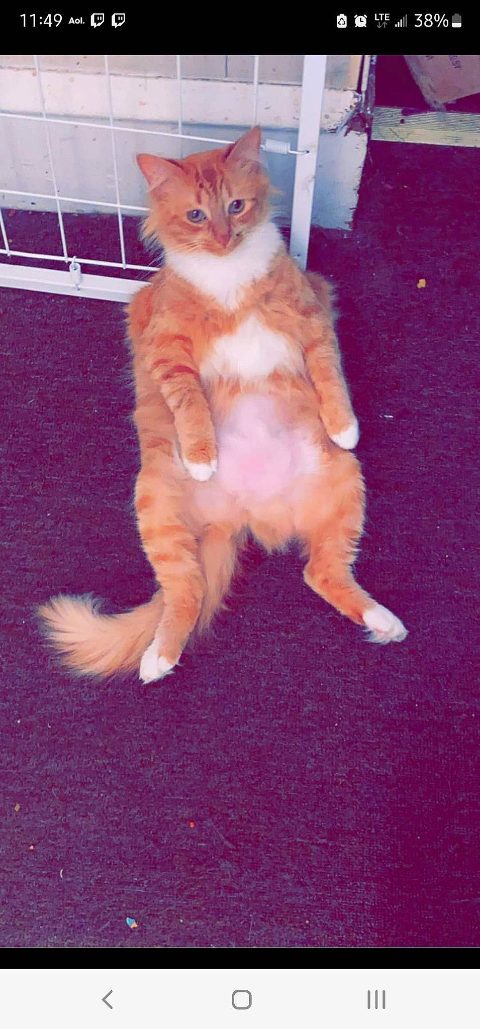 Simba joined the competition — help win amazing prizes! carnivore, cat, claw, domestic_short_haired_cat, electric_blue, fawn, felidae, flooring, foot, fur, hardwood, human_leg, paw, sitting, small_to_medium_sized_cats, snout, tail, whiskers, wood