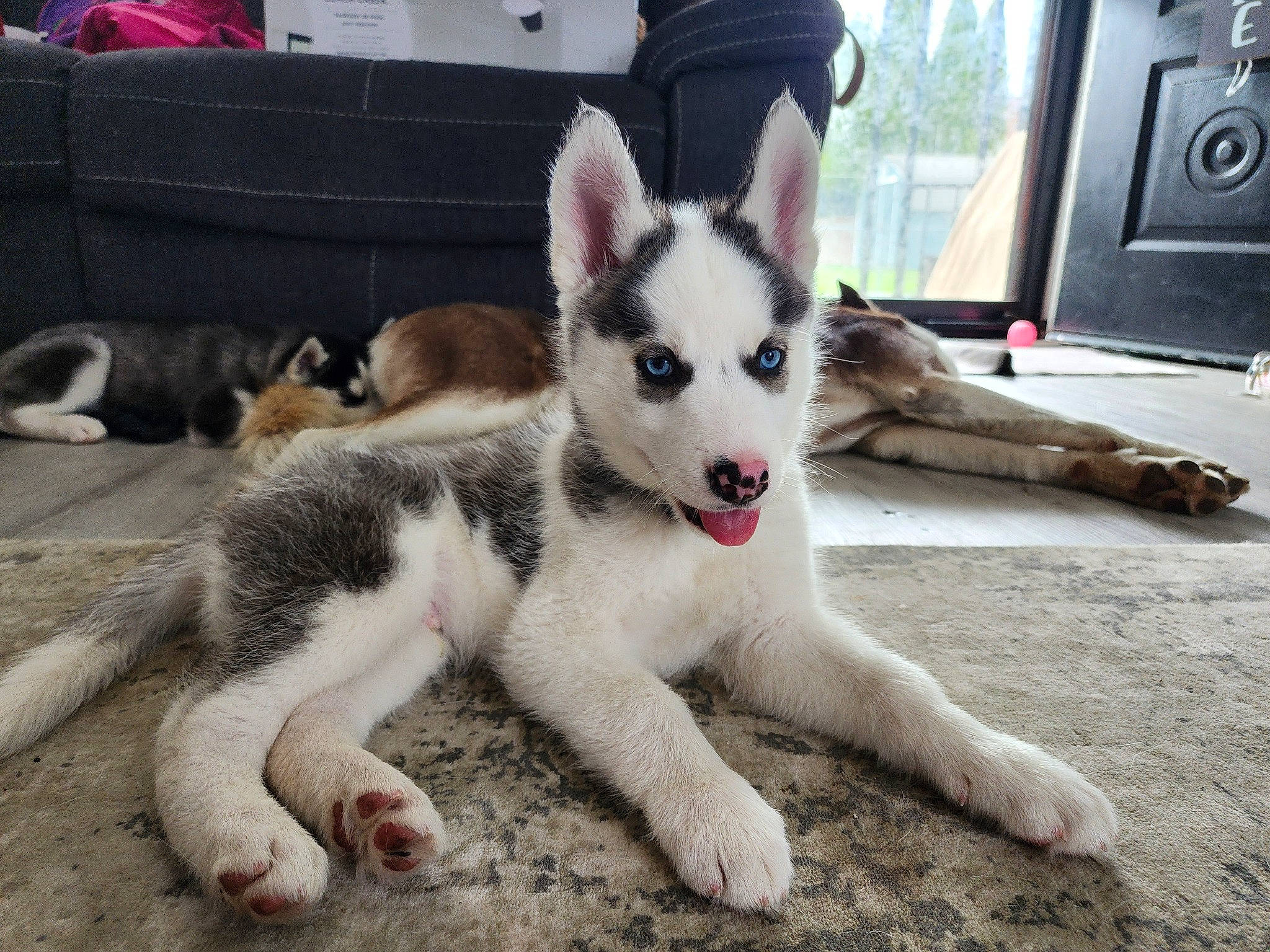 Dembe is registered to the contest to win money with this photo: ancient_dog_breeds, canidae, canis, carnivore, companion_dog, dog, dog_breed, fur, home_appliance, non_sporting_group, recreation, sled_dog, snout, sporting_group, terrestrial_animal, wildlife, working_animal, working_dog