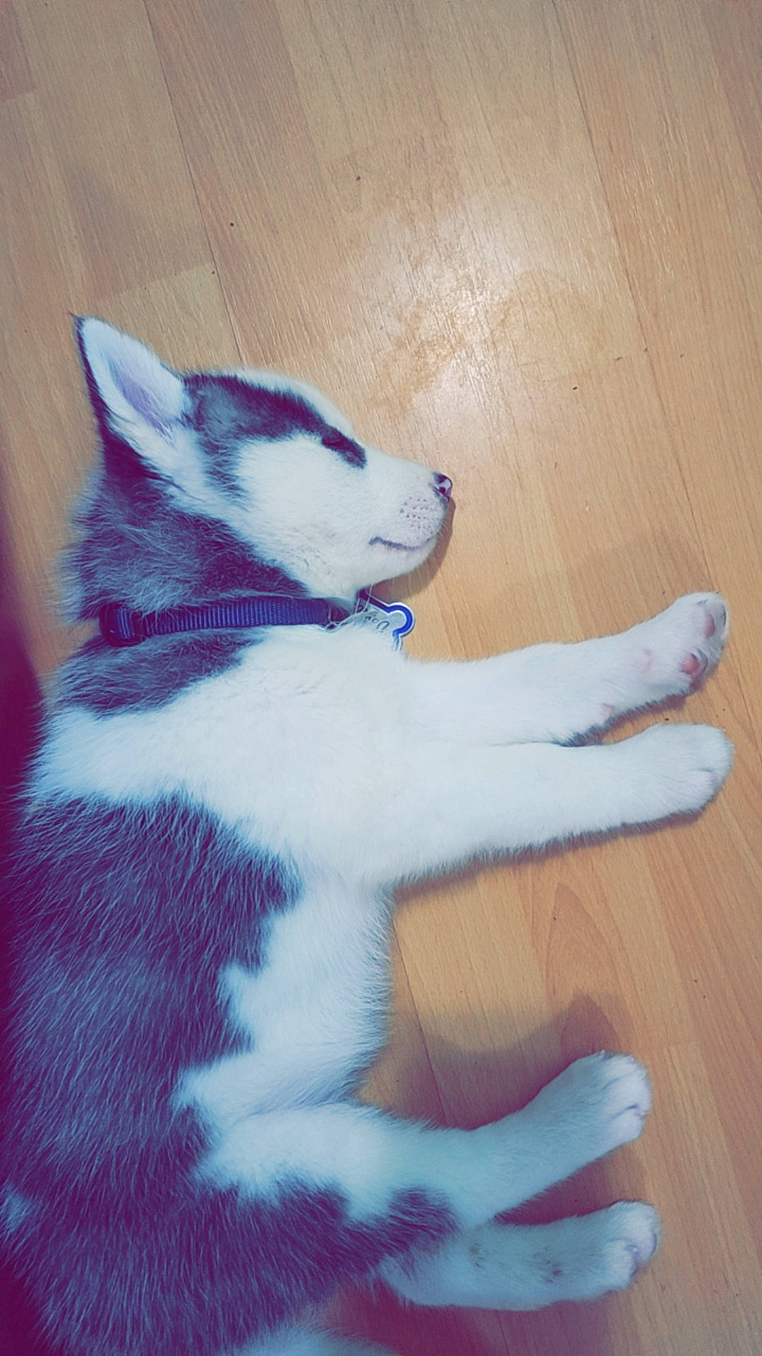 Dembe joined the competition — help win amazing prizes! canidae, carnivore, comfort, companion_dog, dog, dog_breed, domestic_short_haired_cat, electric_blue, felidae, flooring, foot, fur, hardwood, paw, small_to_medium_sized_cats, snout, tail, terrestrial_animal, whiskers, wood