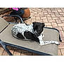 Chief is registered to the contest to win money with this photo: dog, lounge_chair, patio, brick_floor, black_and_white, spotted, pet, outdoor, relaxed, animal, curious, canine, potted_plant, flower_pot, furniture, resting, summer, daytime, companion, domestic_animal