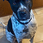 Chief joined the competition — help win amazing prizes! dog, black_and_white, speckled_fur, sitting, collar, pet_tag, indoor, tile_floor, wood_background, curious, attentive, canine, domestic_animal, companion, friendly, paw, ears, face, nose, animal