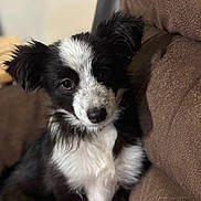 Winnie joined the competition — help win amazing prizes! animal, black_and_white, closeup, companion, couch, cozy, cute, dog, domestic_animal, ears, friendly, fur, furry, indoor, pet, portrait, puppy, sitting, snout, young_dog