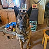 basket, brown, carpet, decor, dog, dog_bed, ears, face, fan, furniture, german_shepherd, household, indoor, living_room, looking_at_camera, pet, sitting, television, toy, wooden_cabinet