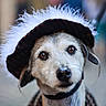 dog, animal, pet, face, hat, feathers, brown_eyes, close_up, portrait, cute, fluffy, costume, fashion, outdoor, blurred_background, fur, collar, expression, mammal, adorable