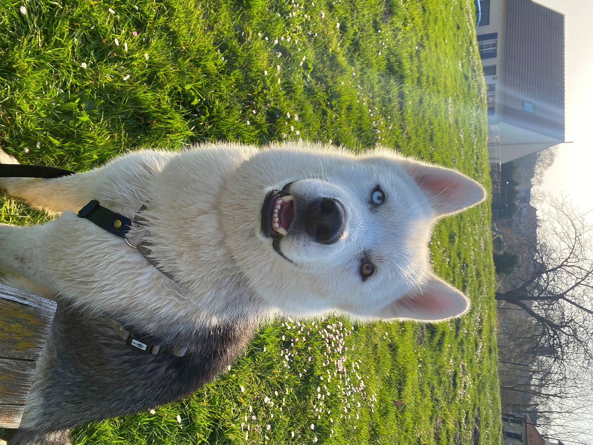 Sokol a rejoint le concours — aidez-le/la à gagner de superbes lots ! bear, canidae, carnivore, dog_breed, environmental_art, eye, fawn, fur, grass, head, jaw, plant, polar_bear, snout, sporting_group, terrestrial_animal, tree, trunk, wood, working_animal