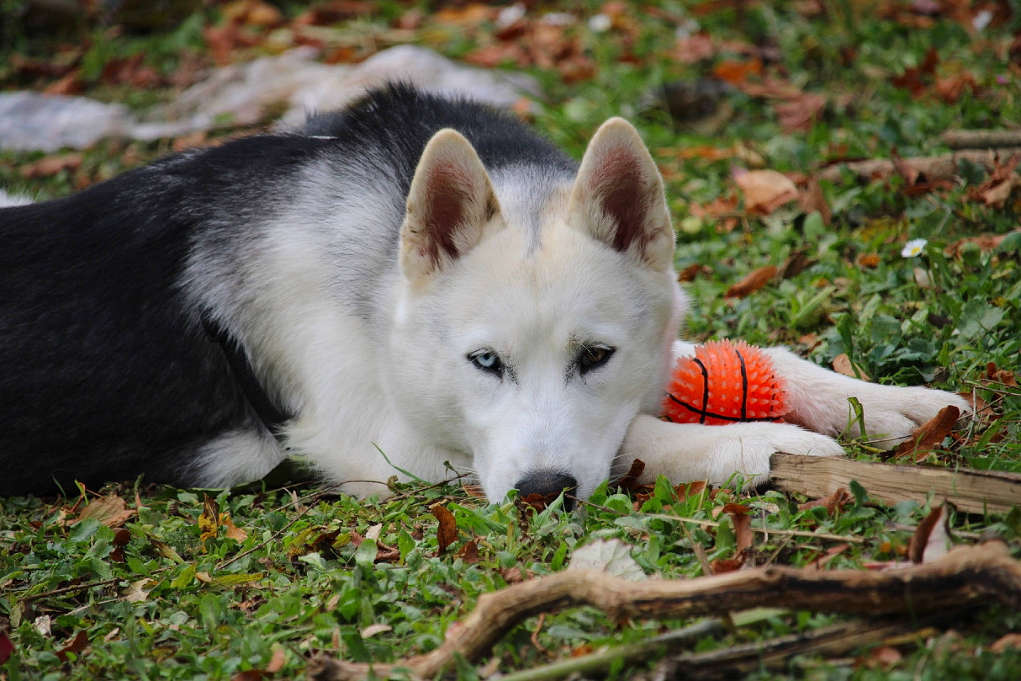 Sokol participe au concours pour gagner de l'argent avec cette photo : ancient_dog_breeds, canidae, canis, carnivore, companion_dog, dog, dog_breed, fawn, grass, grassland, non_sporting_group, plant, snout, sporting_group, tail, terrestrial_animal, tree, wildlife, working_animal, working_dog