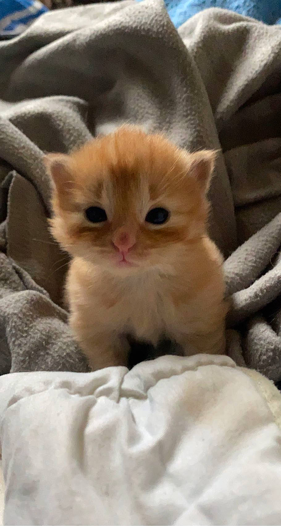 Toffie participe au concours pour gagner de l'argent avec cette photo : box, carnivore, cat, claw, comfort, domestic_short_haired_cat, fawn, felidae, fur, paw, small_to_medium_sized_cats, snout, tail, terrestrial_animal, whiskers