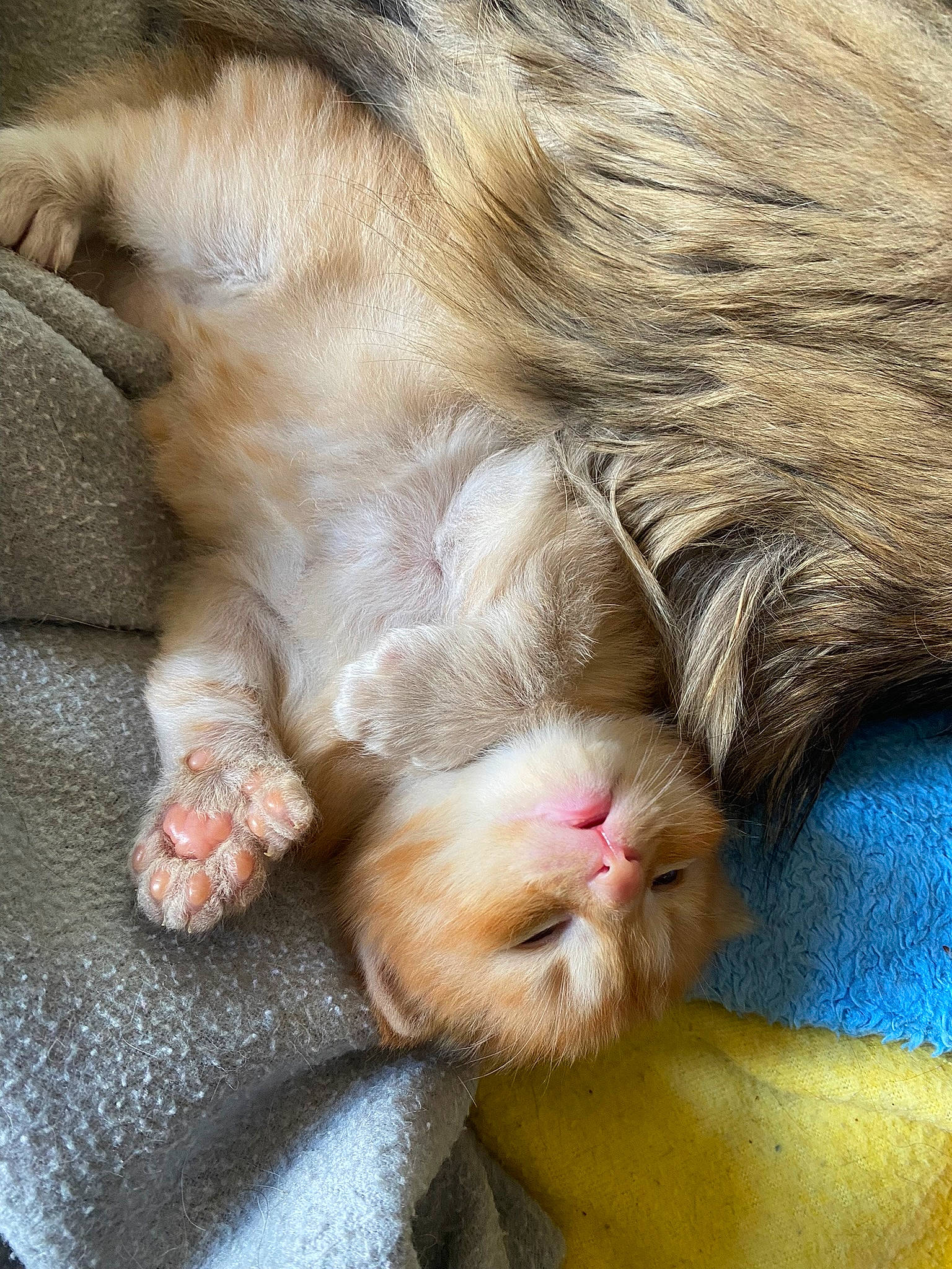 Toffie participe au concours pour gagner de l'argent avec cette photo : carnivore, cat, claw, close_up, comfort, domestic_short_haired_cat, ear, fawn, felidae, foot, fur, gesture, paw, small_to_medium_sized_cats, snout, tail, toe, vertebrate, whiskers, wrinkle