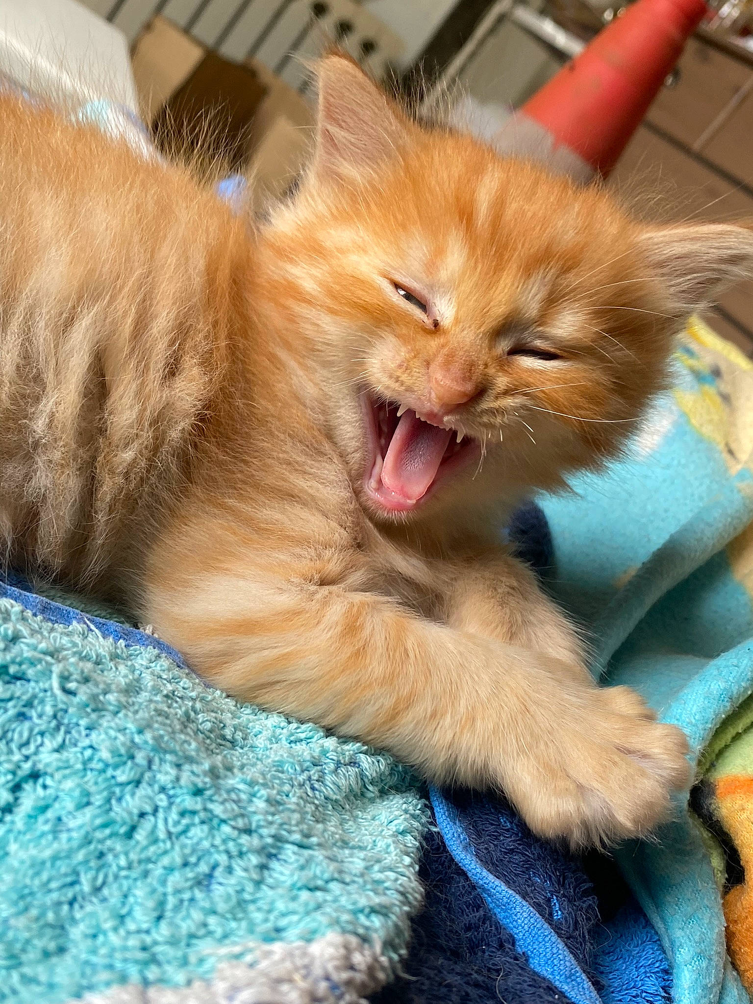 Toffie participe au concours pour gagner de l'argent avec cette photo : carnivore, cat, cat_supply, claw, comfort, companion_dog, domestic_short_haired_cat, electric_blue, fawn, felidae, fur, human_leg, nap, paw, sleep, small_to_medium_sized_cats, snout, tail, terrestrial_animal, whiskers