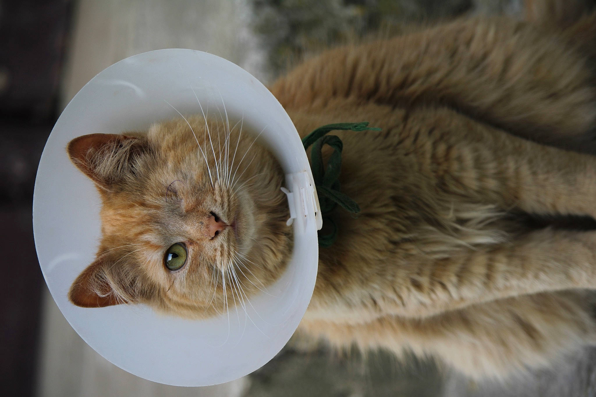 Toffie participe au concours pour gagner de l'argent avec cette photo : art, canidae, carnivore, cat, claw, close_up, domestic_short_haired_cat, fawn, felidae, fur, paw, small_to_medium_sized_cats, snout, tail, terrestrial_animal, whiskers, wildlife, winter