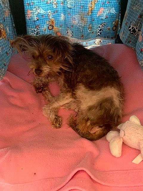 Suky joined the competition — help win amazing prizes! canidae, carnivore, cockapoo, companion_dog, dog, dog_breed, mammal, morkie, norfolk_terrier, norwich_terrier, puppy, rare_breed_dog, schnoodle, small_terrier, sporting_lucas_terrier, terrier, vertebrate, welsh_terrier, yorkipoo, yorkshire_terrier