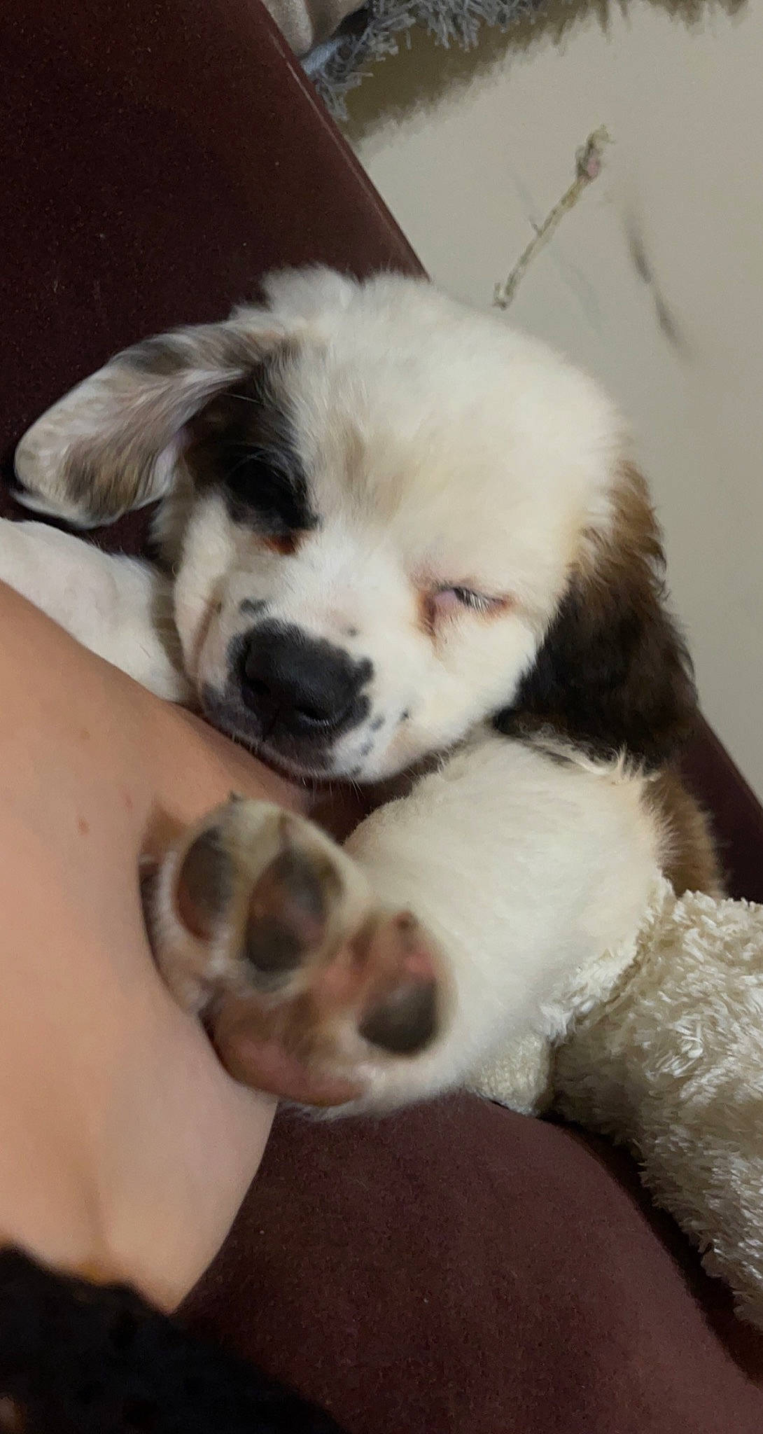 Hazel Mae joined the competition — help win amazing prizes! bored, canidae, carnivore, comfort, companion_dog, dog, dog_breed, ear, fawn, foot, fur, love, paw, puppy, puppy_love, snout, sporting_group, toy_dog, whiskers, working_animal