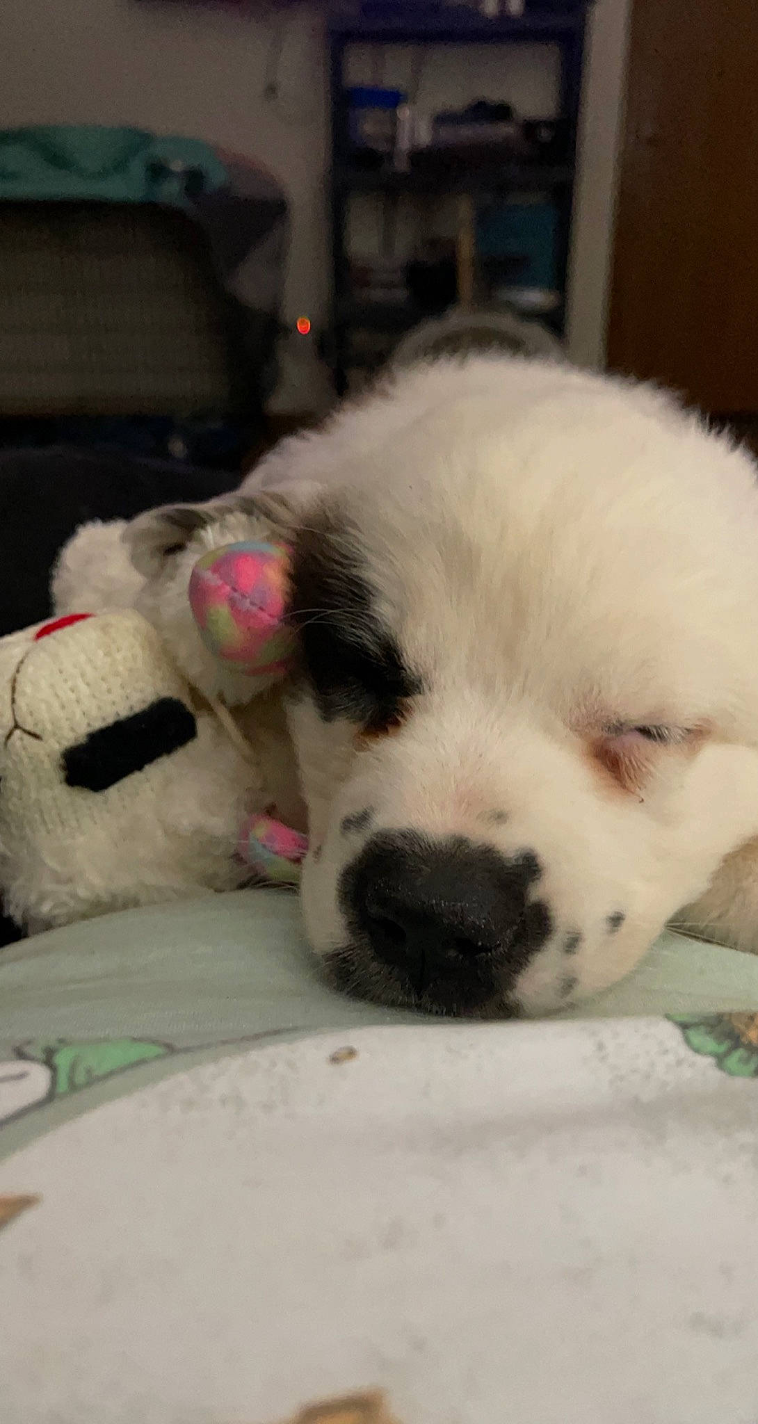 Hazel Mae joined the competition — help win amazing prizes! ball, canidae, carnivore, comfort, companion_dog, dog, dog_breed, fawn, fur, mammal, nap, paw, puppy_love, sleep, snout, sporting_group, terrestrial_animal, vertebrate, whiskers, working_animal