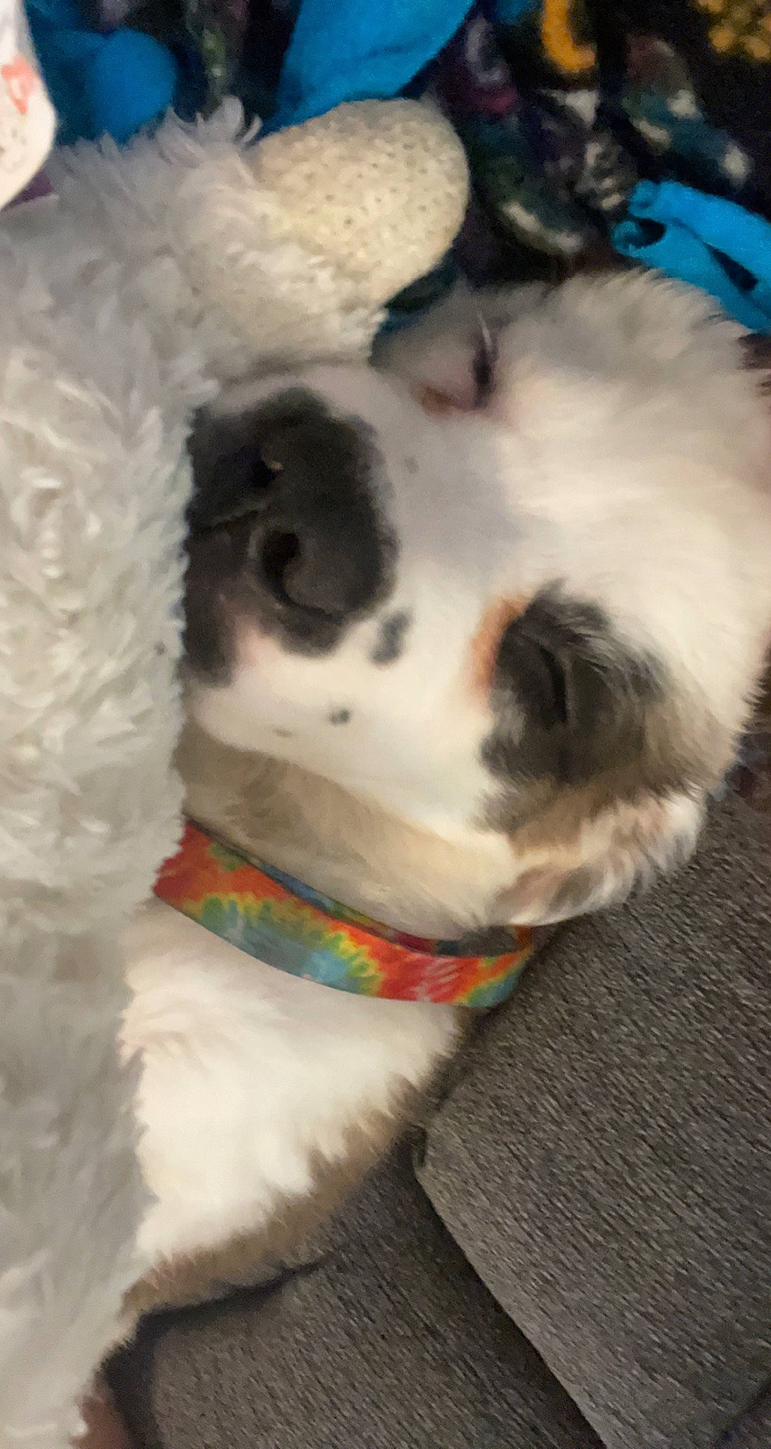 Hazel Mae is registered to the contest to win money with this photo: canidae, carnivore, collar, companion_dog, dog, dog_breed, dog_collar, event, fawn, felidae, fur, paw, small_to_medium_sized_cats, snout, sporting_group, tail, toy, whiskers, wool, working_animal