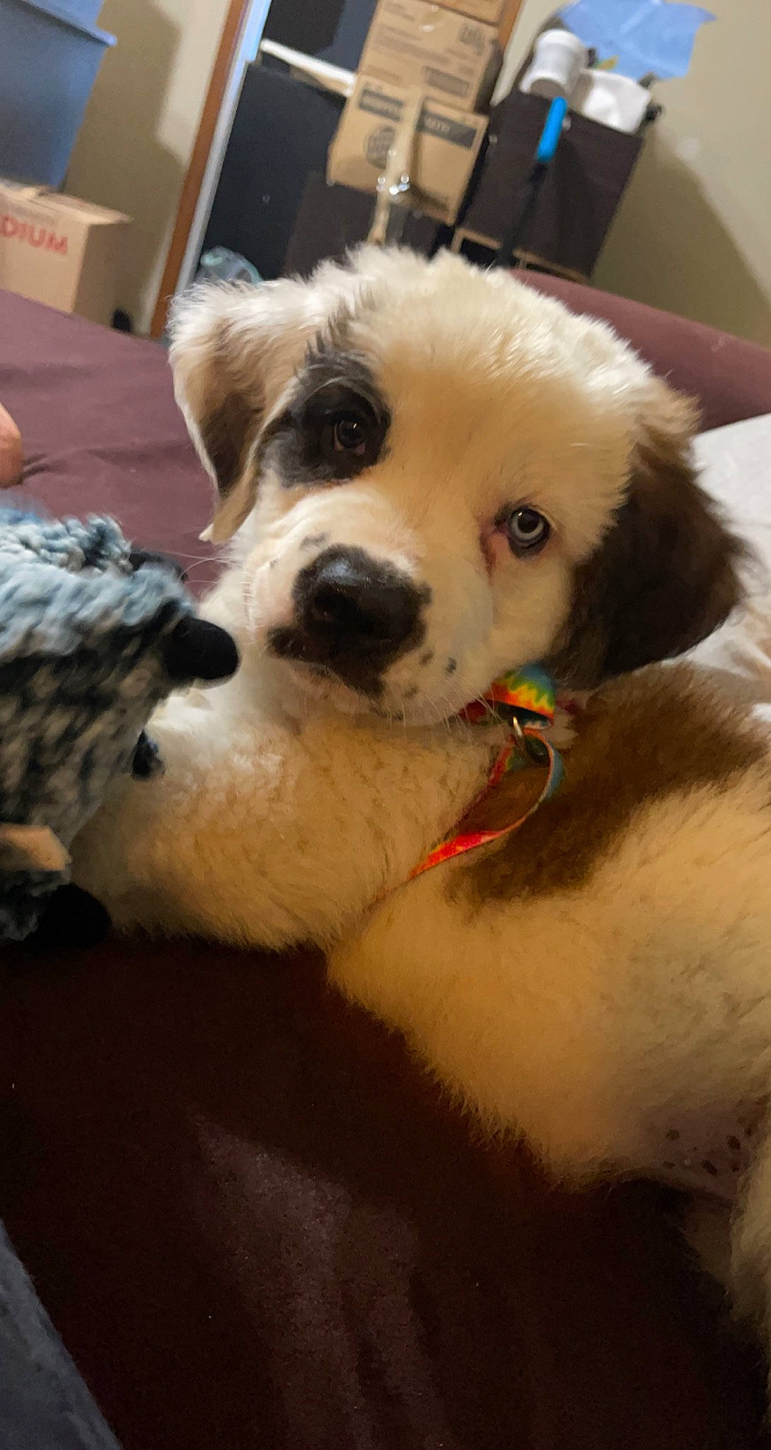 Hazel Mae is registered to the contest to win money with this photo: ball, canidae, carnivore, chair, collar, companion_dog, dog, dog_breed, dog_collar, ear, fawn, football, fur, non_sporting_group, paw, snout, sporting_group, whiskers, working_animal, working_dog