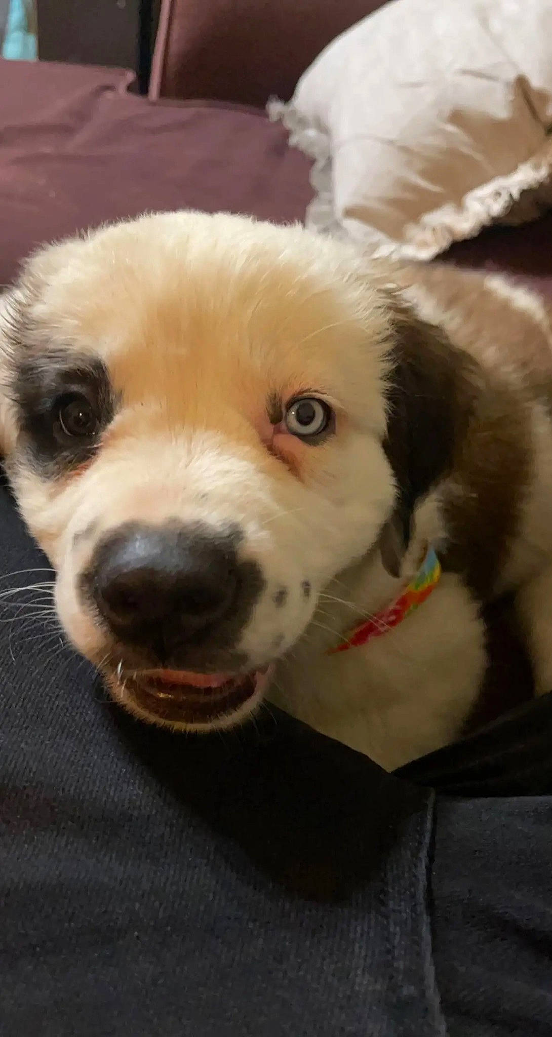 Hazel Mae joined the competition — help win amazing prizes! canidae, carnivore, collar, companion_dog, dog, dog_breed, dog_collar, fur, non_sporting_group, pet_supply, terrestrial_animal, whiskers, working_animal