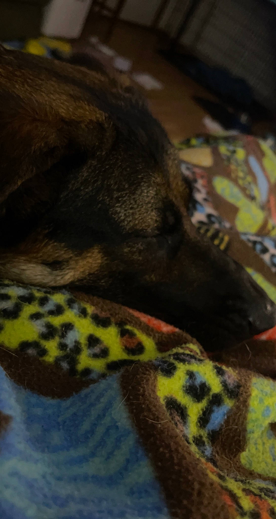 Lilo is registered to the contest to win money with this photo: camouflage, carnivore, collar, companion_dog, dog, dog_breed, dog_collar, dog_supply, fawn, fur, grey, linens, military_camouflage, pattern, paw, snout, sporting_group, terrestrial_animal, whiskers, working_animal