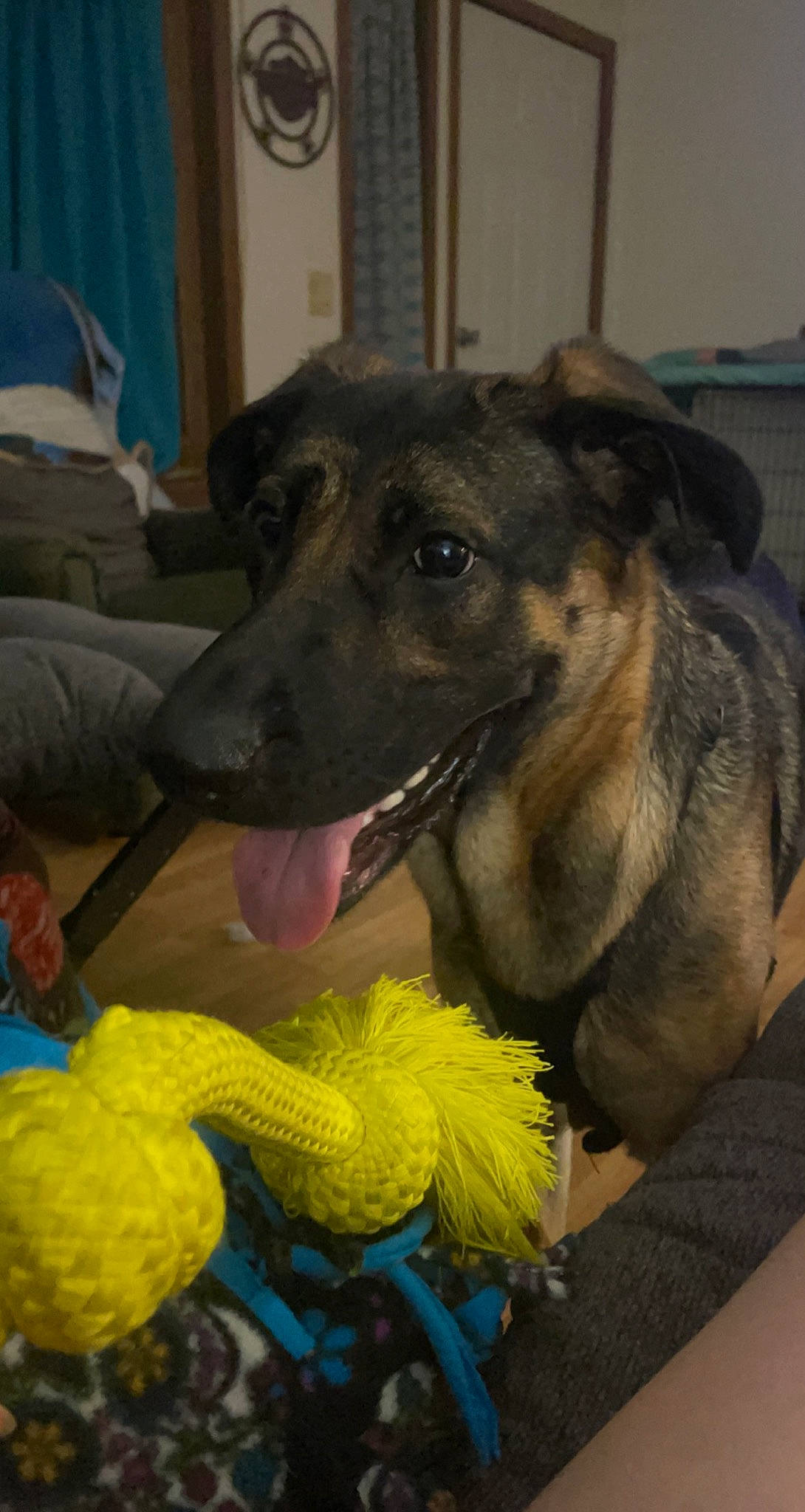 Lilo joined the competition — help win amazing prizes! canidae, carnivore, comfort, companion_dog, curtain, dog, dog_breed, dog_supply, fawn, fun, fur, guard_dog, picture_frame, room, sighthound, snout, sporting_group, terrestrial_animal, working_animal, working_dog