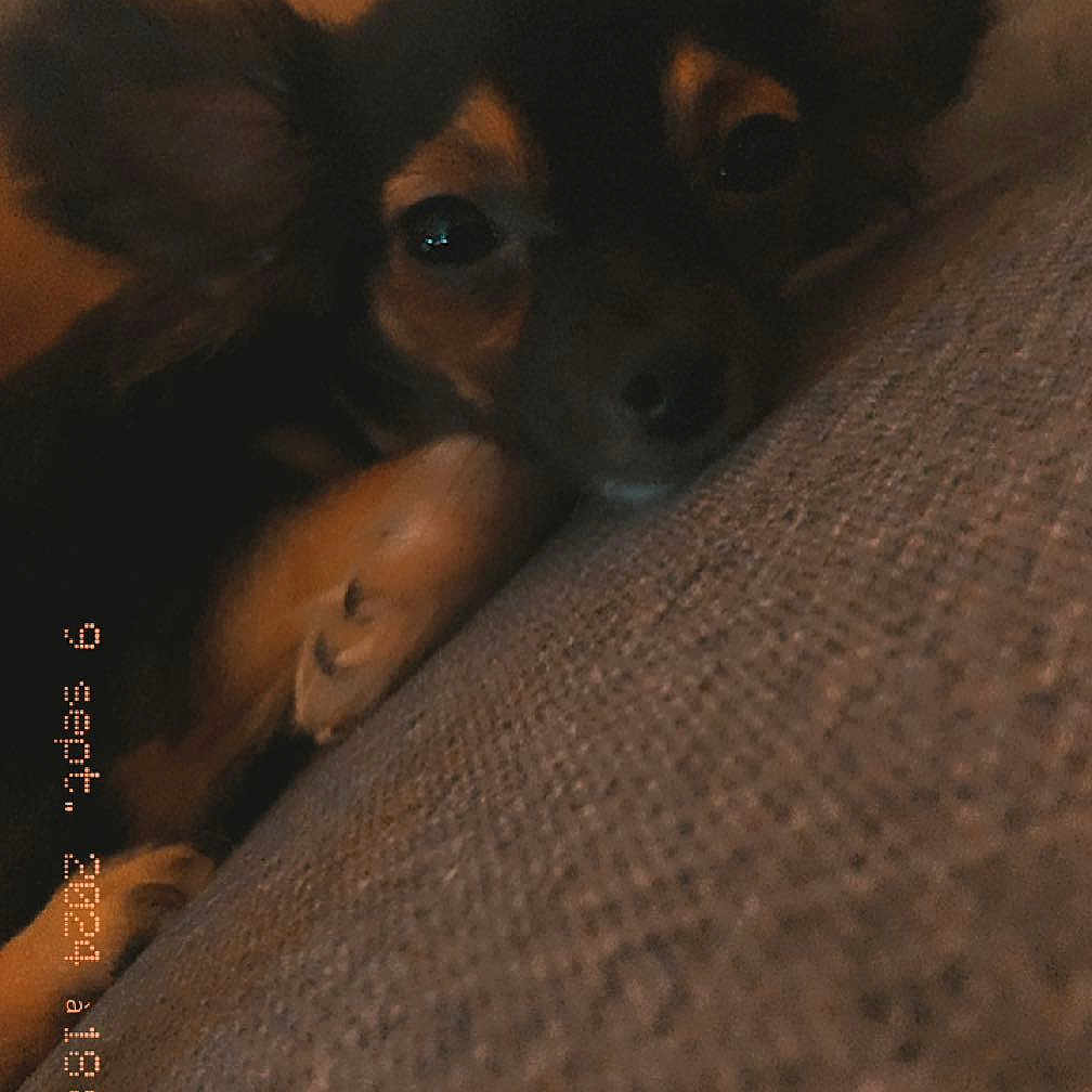 Athena participe au concours pour gagner de l'argent avec cette photo : animal, bed, bedroom, canine, chihuahua, cockerspaniel, dog, face, furniture, head, homedecor, hound, indoors, papillon, person, pet, photography, portrait, puppy, room