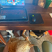 Mouse joined the competition — help win amazing prizes! cat, ginger_cat, lap, person, legs, desk, wooden_desk, laptop, gaming_laptop, keyboard, mouse, mousepad, water_bottle, cup, chair, floor, backpack, basket, gaming, indoor