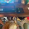 cat, ginger_cat, lap, person, legs, desk, wooden_desk, laptop, gaming_laptop, keyboard, mouse, mousepad, water_bottle, cup, chair, floor, backpack, basket, gaming, indoor