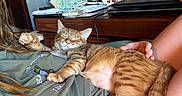 Mouse joined the competition — help win amazing prizes! cat, ginger_cat, sleeping, lap, person, casual_clothing, desk, laptop, stationery, mug, relaxation, home, indoor, furniture, cute, pet, stretching, orange_tabby, resting, cozy