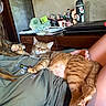 cat, ginger_cat, sleeping, lap, person, casual_clothing, desk, laptop, stationery, mug, relaxation, home, indoor, furniture, cute, pet, stretching, orange_tabby, resting, cozy