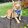 Mouse joined the competition — help win amazing prizes! cat, orange_tabby, harness, leash, rock, greenery, plants, garden, outdoor, alert, curious, pet, animal, feline, nature, leaf, fur, whiskers, ears, eyes