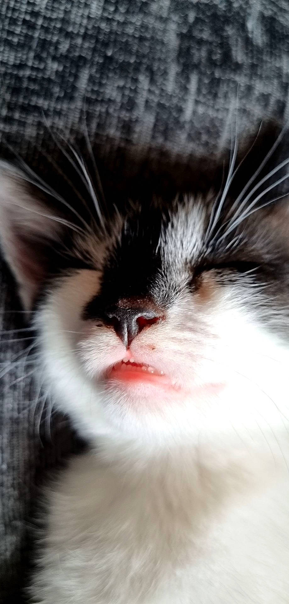 Badger joined the competition — help win amazing prizes! carnivore, cat, claw, close_up, felidae, fur, macro_photography, natural_material, paw, small_to_medium_sized_cats, snout, terrestrial_animal, whiskers, wildlife