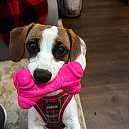 Abigail joined the competition — help win amazing prizes! animal, brown_ears, carpet, close_up, cute, dog, domestic_animal, flooring, harness, household, indoor, looking_up, pet, pink_bone, plaid, playful, red_and_black, soft_light, toy, white_fur