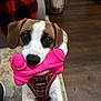 animal, brown_ears, carpet, close_up, cute, dog, domestic_animal, flooring, harness, household, indoor, looking_up, pet, pink_bone, plaid, playful, red_and_black, soft_light, toy, white_fur