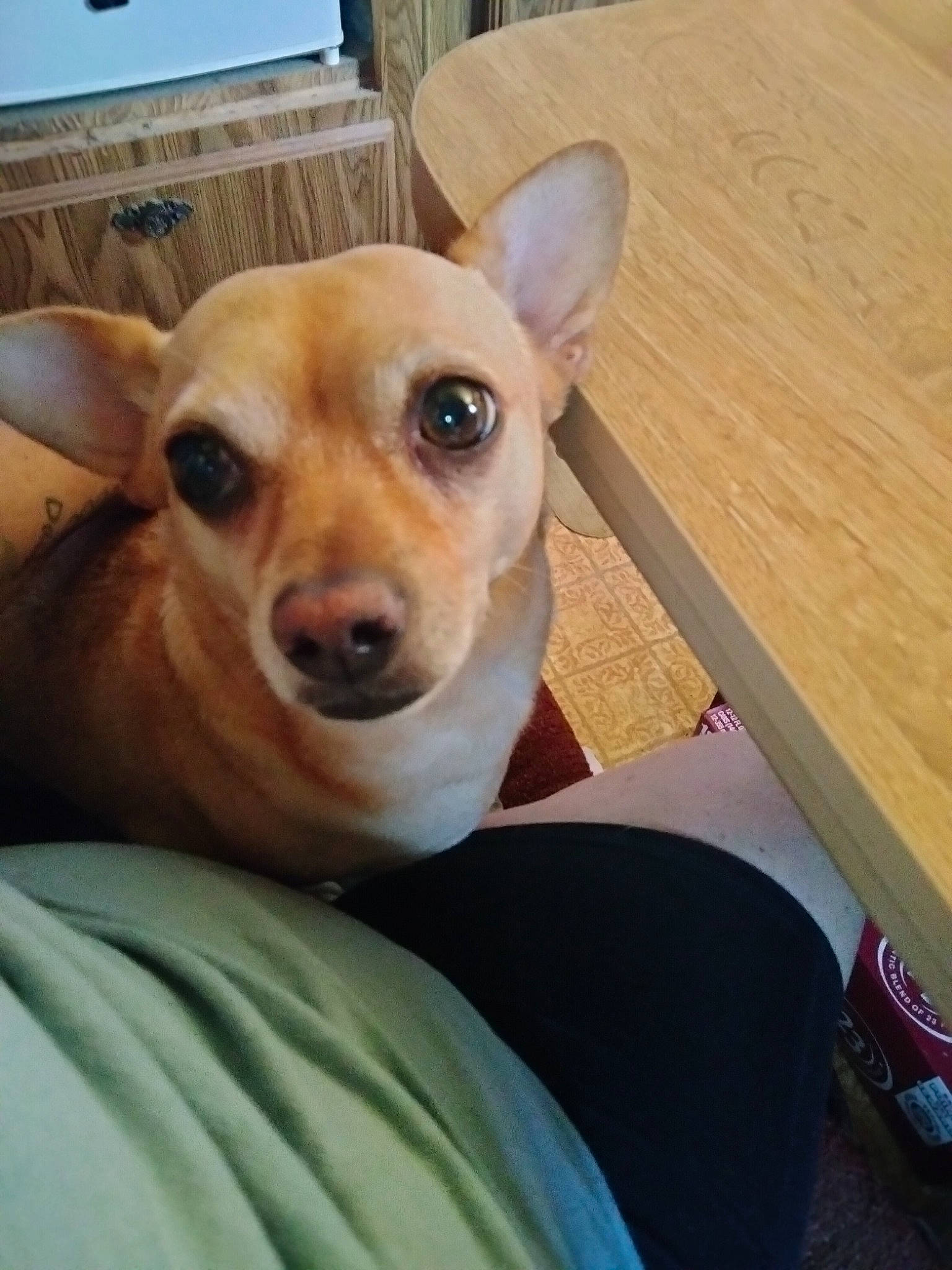 Taco joined the competition — help win amazing prizes! canidae, carnivore, collar, comfort, companion_dog, dog, dog_breed, dog_sports, dog_supply, ear, fawn, fur, hardwood, snout, sporting_group, toy_dog, whiskers, window, wood, working_animal