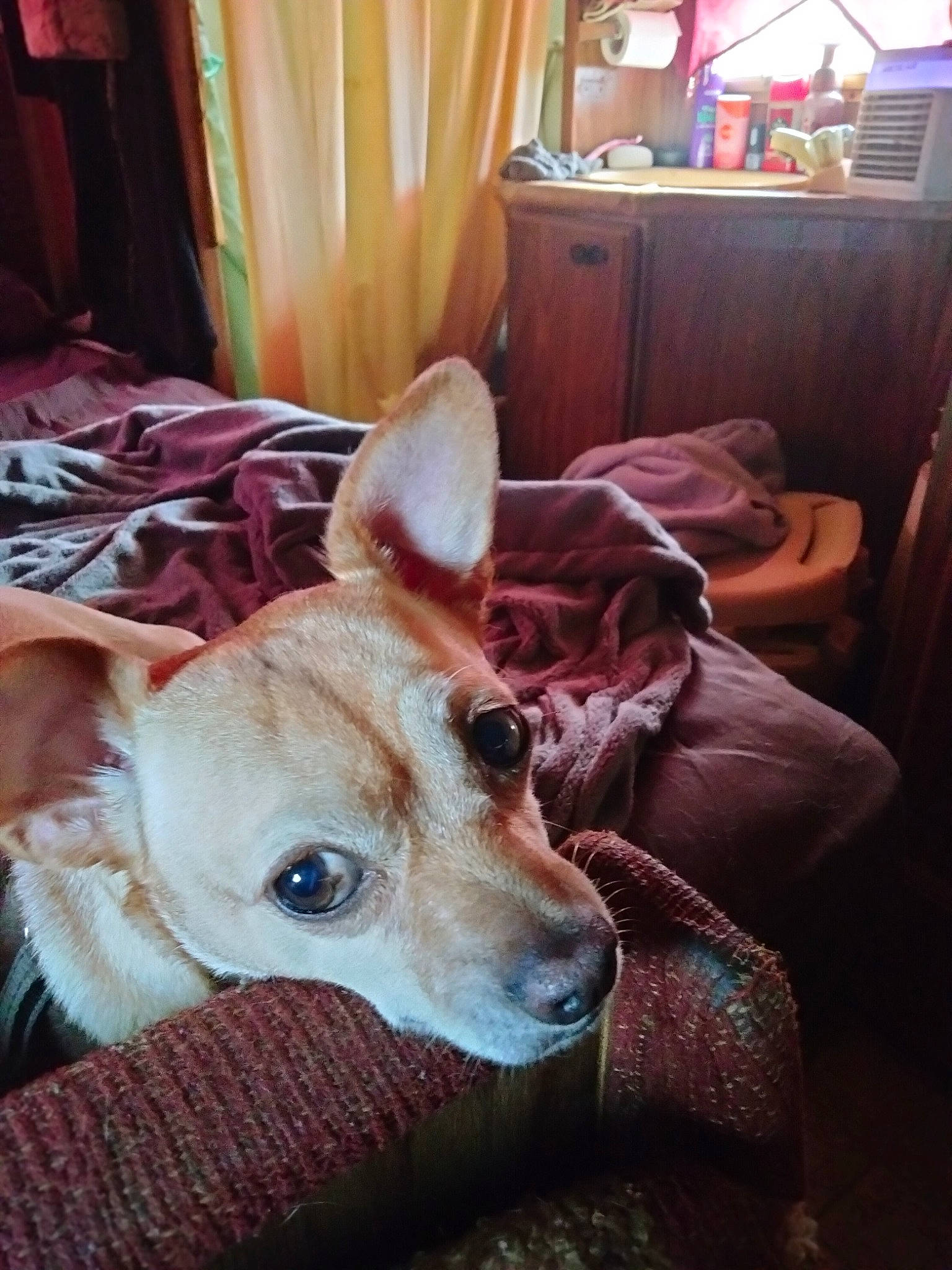 Taco is registered to the contest to win money with this photo: cabinetry, canidae, carnivore, chair, collar, comfort, companion_dog, couch, curtain, dog, dog_breed, ear, fawn, fur, room, sighthound, sporting_group, whiskers, wood, working_animal