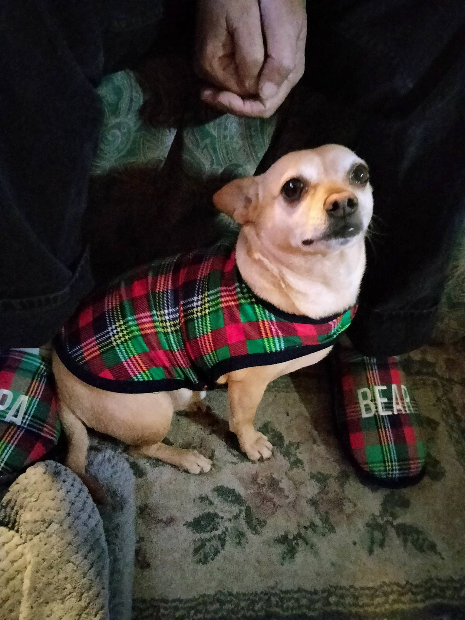 Taco is registered to the contest to win money with this photo: canidae, carnivore, companion_dog, dog, dog_breed, dog_clothes, dog_supply, eyewear, fawn, pattern, plaid, sitting, sleeve, snout, sporting_group, sunglasses, t_shirt, tartan, toy_dog, working_animal