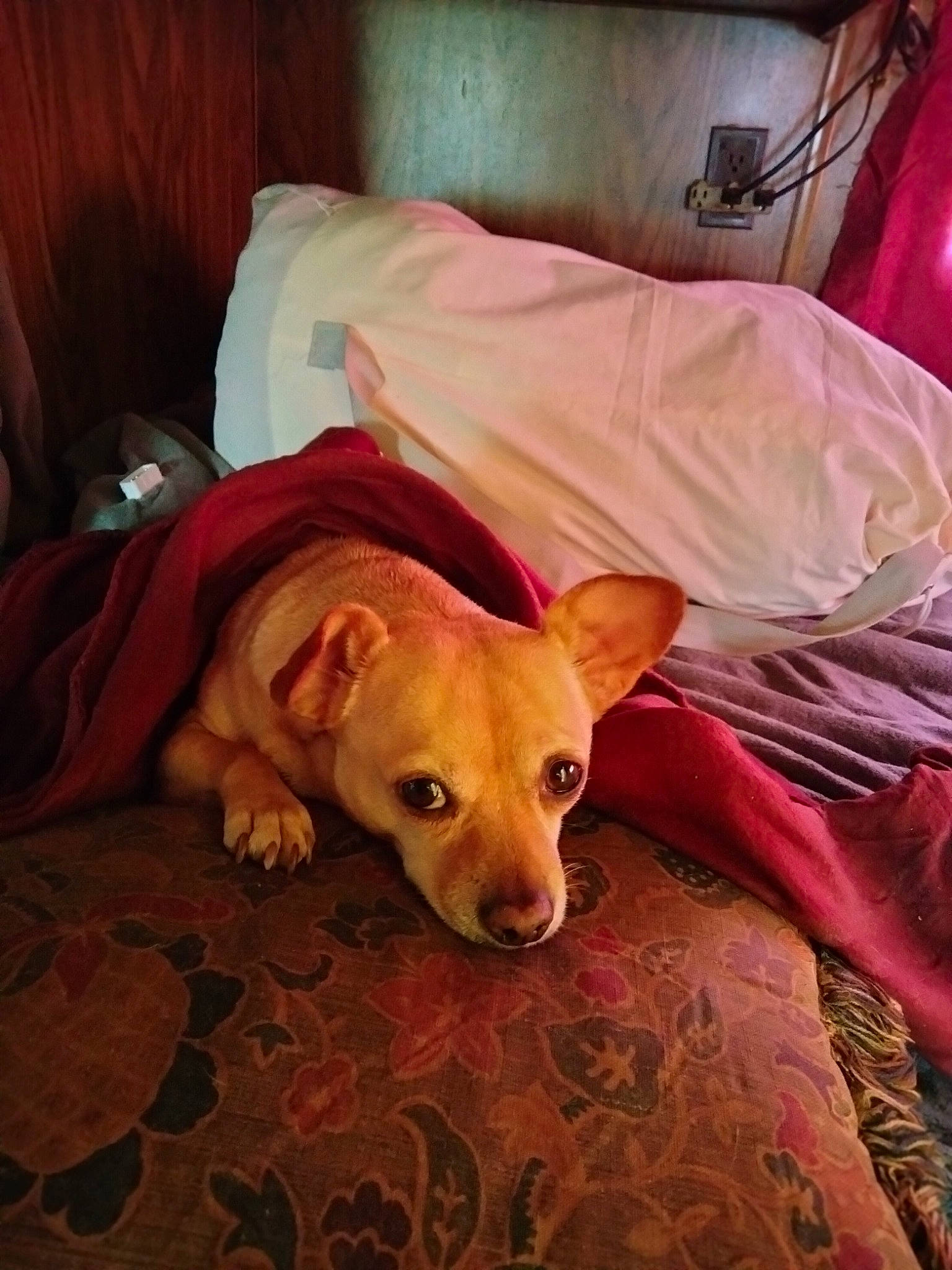 Taco is registered to the contest to win money with this photo: bed, bedding, canidae, carnivore, comfort, companion_dog, dog, dog_breed, dog_supply, fawn, flooring, hardwood, linens, pet_supply, snout, sporting_group, tail, toy_dog, wood, working_animal