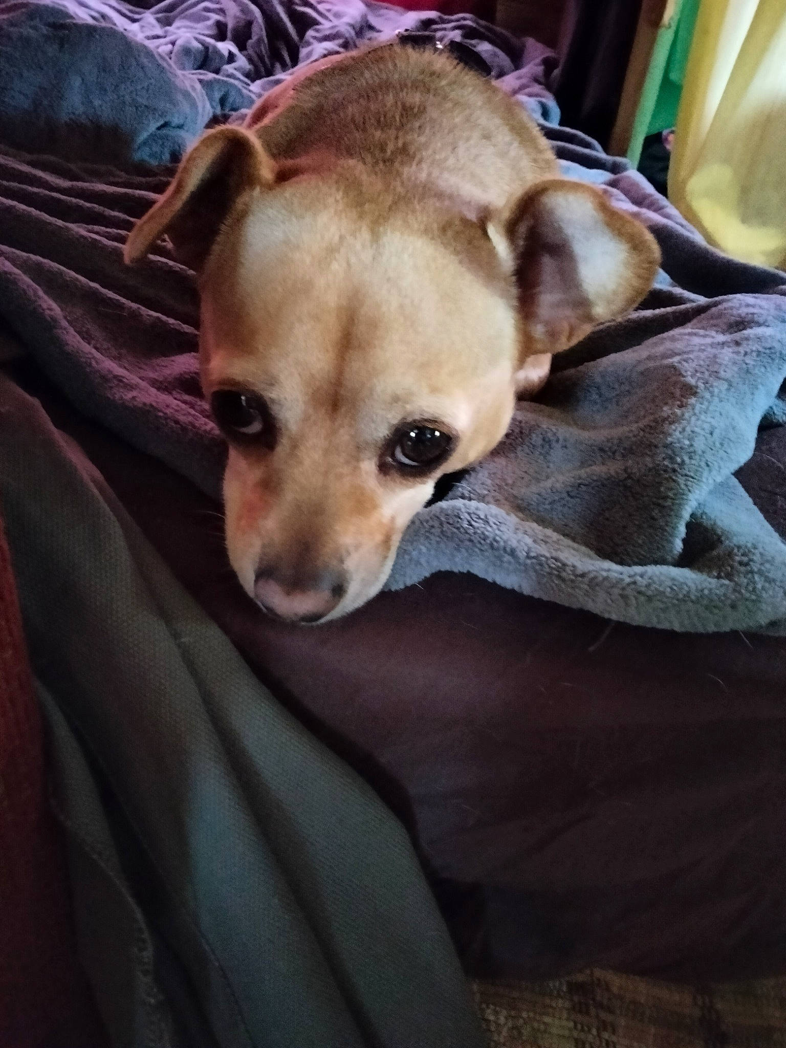 Taco joined the competition — help win amazing prizes! bed, canidae, carnivore, chihuahua, comfort, companion_dog, dog, dog_breed, dog_supply, fawn, fur, linens, puppy, snout, sporting_group, toy_dog, watch, whiskers, working_animal