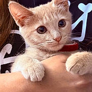 Ginger is registered to the contest to win money with this photo: kitten, cat, animal, pet, cute, fluffy, paws, eyes, whiskers, fur, collar, hand, person, holding, closeup, indoor, soft, curious, background, portrait