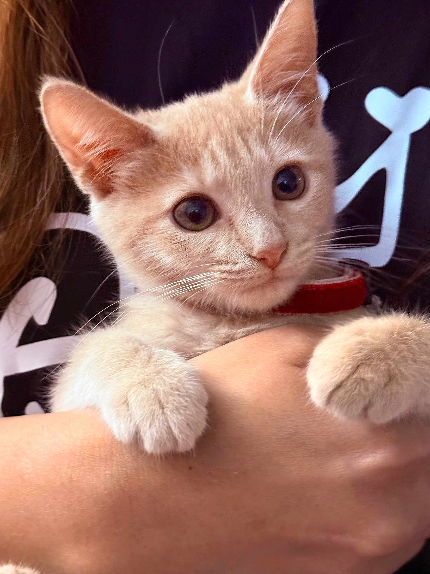Ginger