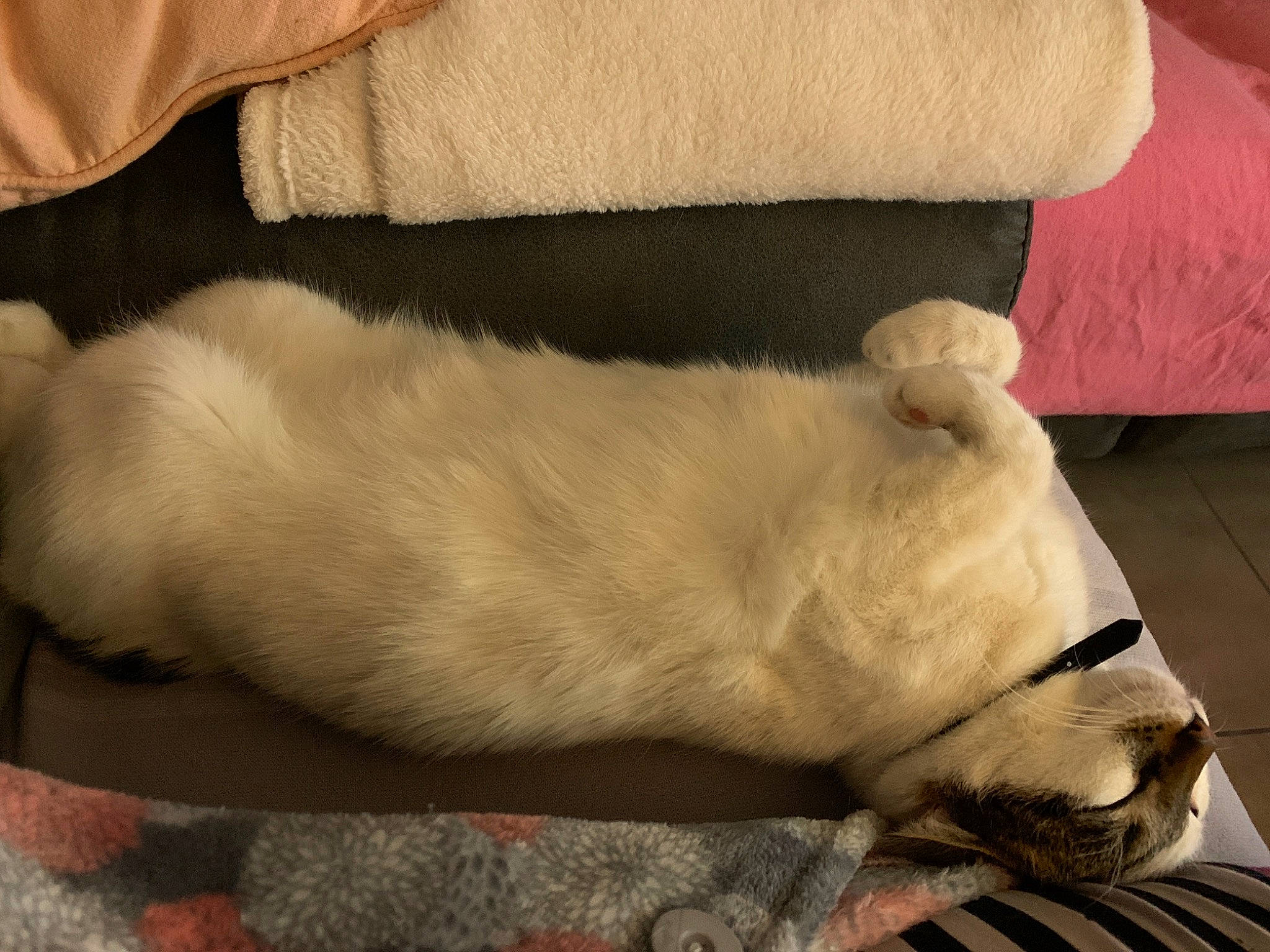 Chanel participe au concours pour gagner de l'argent avec cette photo : canidae, carnivore, companion_dog, dog, dog_breed, fawn, fur, nap, paw, puppy, puppy_love, snout, sporting_group, tail