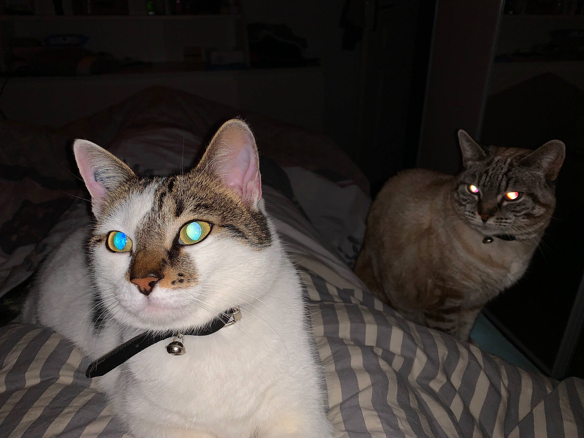 Chanel participe au concours pour gagner de l'argent avec cette photo : aegean_cat, american_wirehair, asian, burmilla, carnivore, cat, domestic_short_haired_cat, ear, egyptian_mau, european_shorthair, eye, felidae, fur, iris, kitten, mammal, ojos_azules, small_to_medium_sized_cats, vertebrate, whiskers