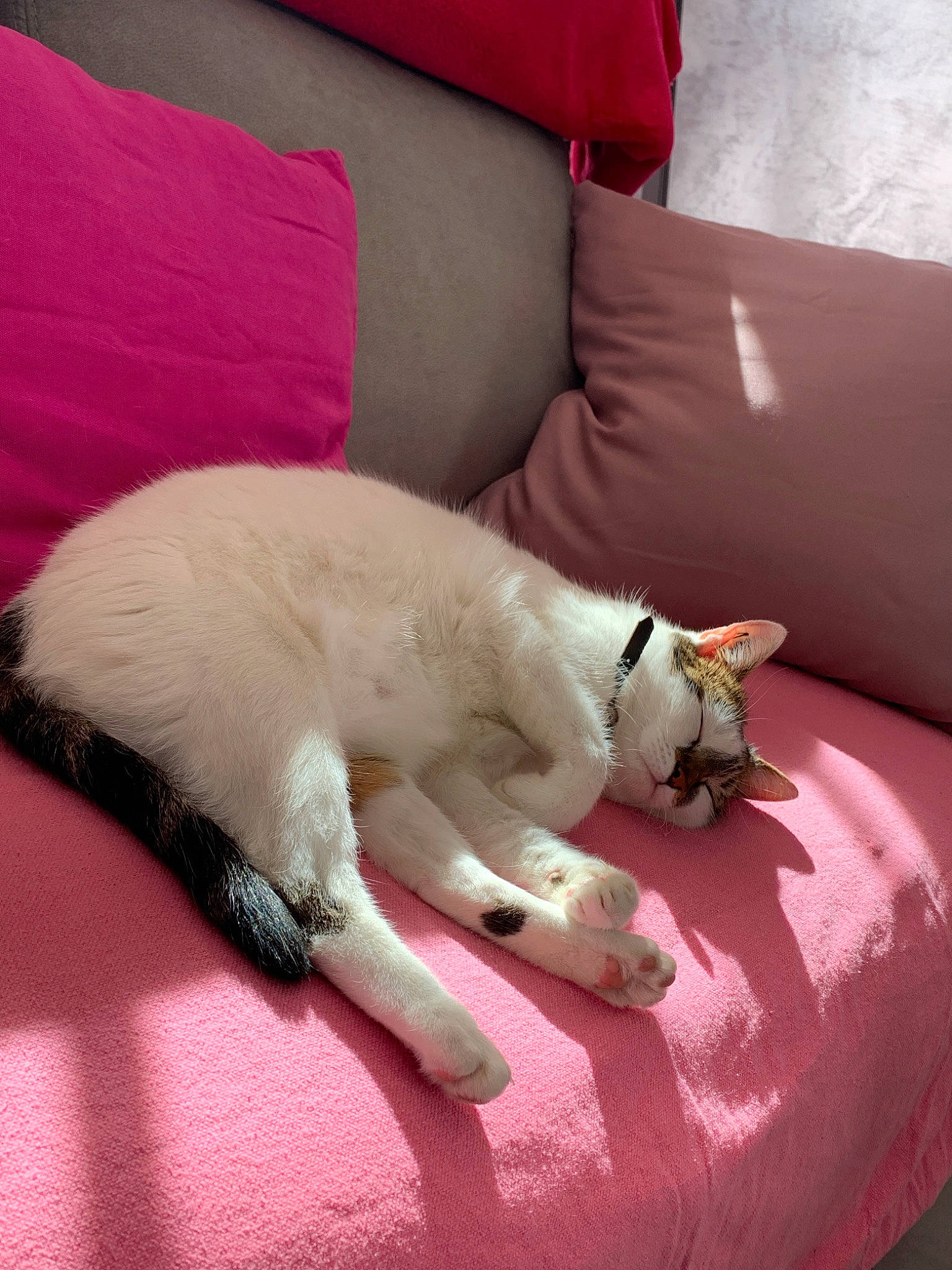 Chanel participe au concours pour gagner de l'argent avec cette photo : canidae, carnivore, cat, dog, dog_breed, felidae, fur, furniture, mammal, nap, paw, pink, skin, small_to_medium_sized_cats, sporting_group, tail, whiskers