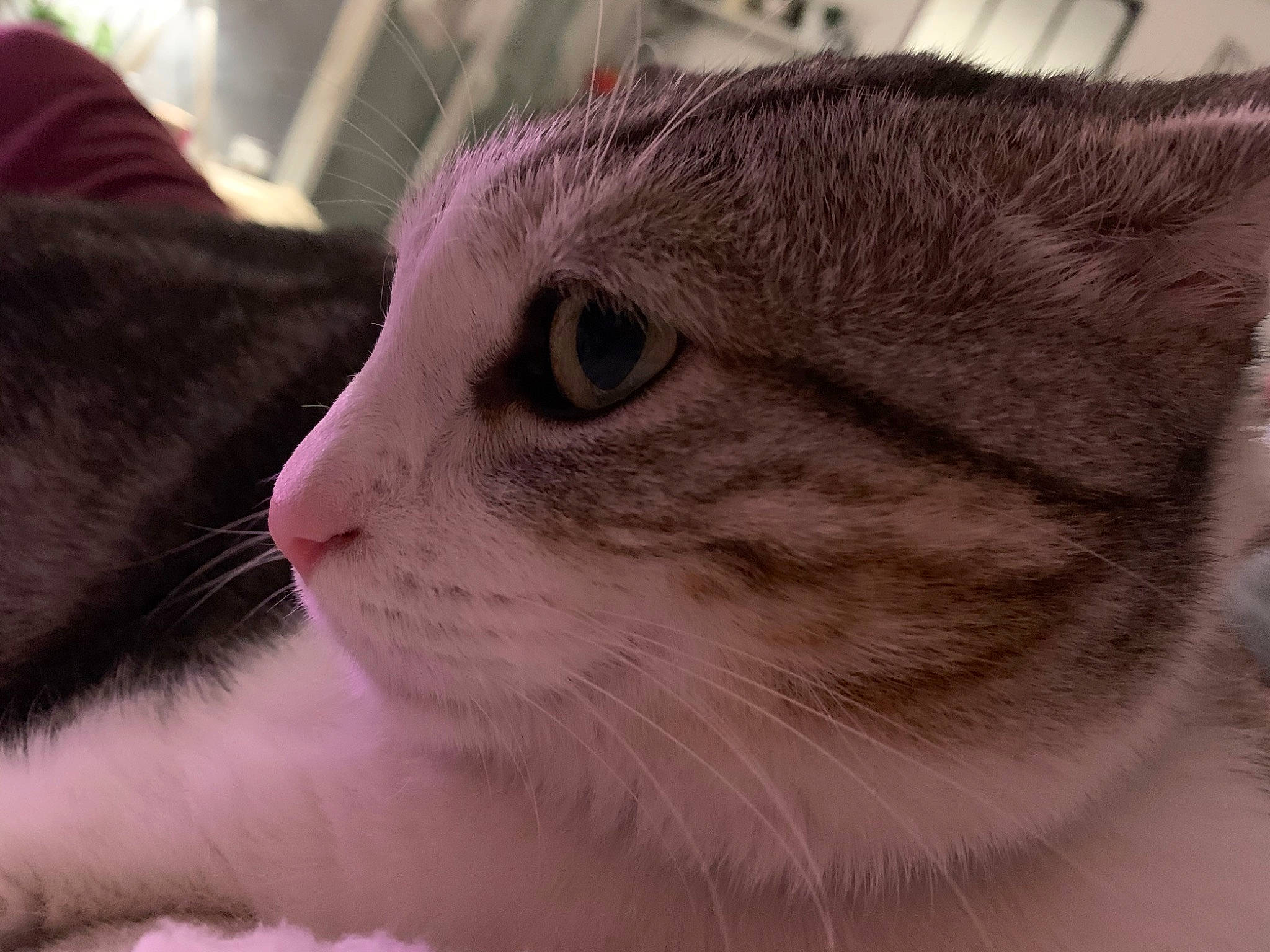 Shiva a rejoint le concours — aidez-le/la à gagner de superbes lots ! aegean_cat, american_wirehair, asian, australian_mist, british_semi_longhair, carnivore, cat, close_up, domestic_short_haired_cat, european_shorthair, eye, fawn, felidae, fur, mammal, nose, small_to_medium_sized_cats, snout, tabby_cat, whiskers