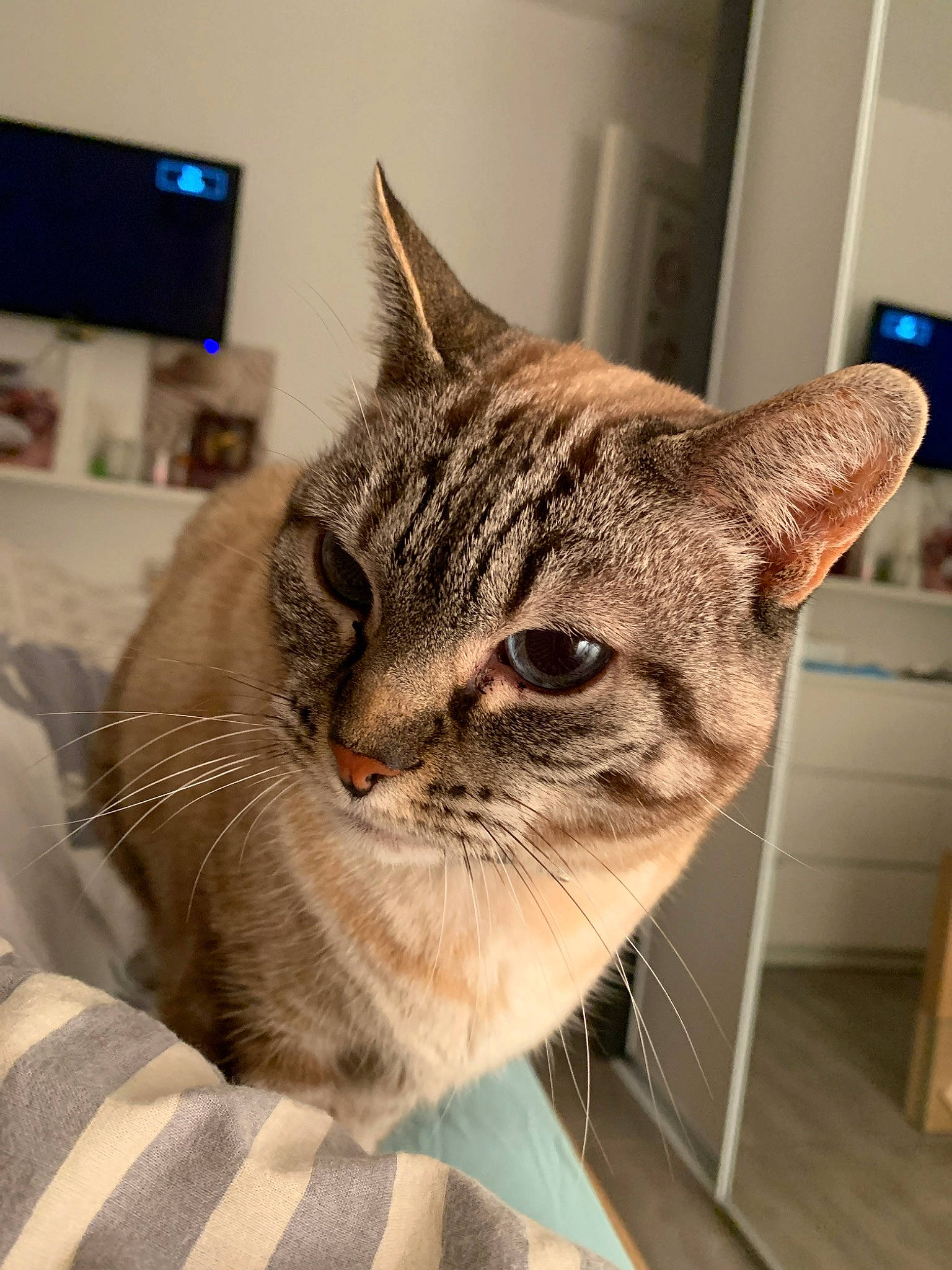 Bouddha participe au concours pour gagner de l'argent avec cette photo : aegean_cat, american_shorthair, asian, australian_mist, carnivore, cat, chausie, domestic_short_haired_cat, dragon_li, ear, european_shorthair, felidae, kitten, mammal, pixie_bob, singapura, small_to_medium_sized_cats, snout, tabby_cat, whiskers