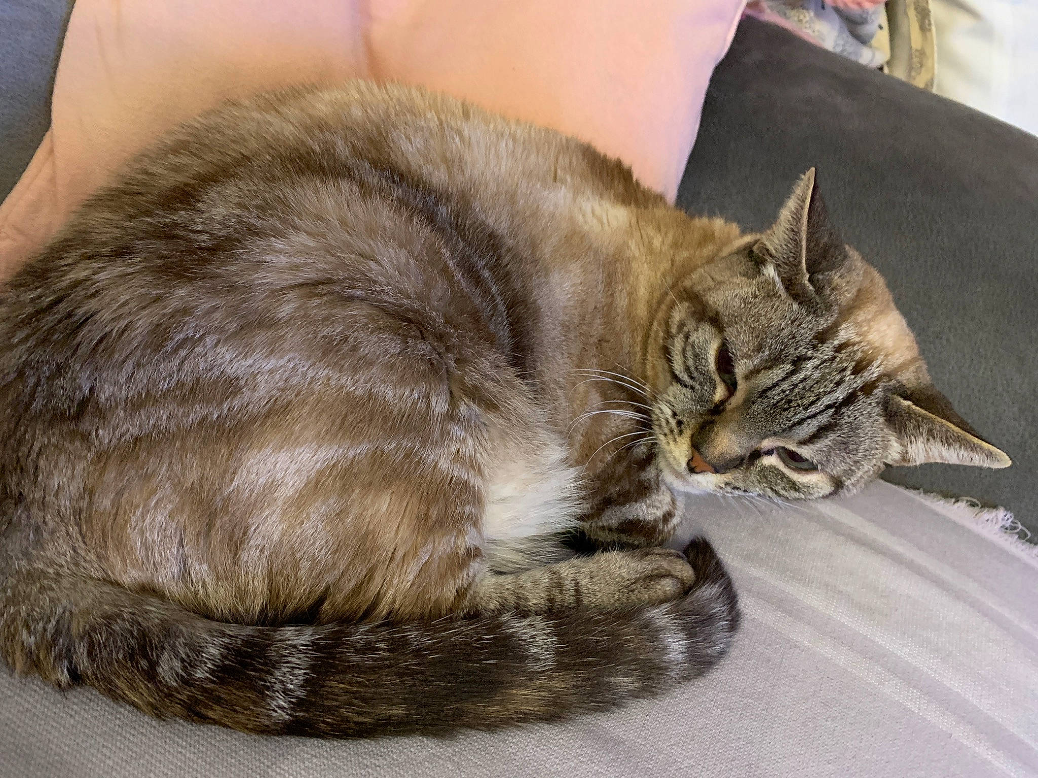 Bouddha a rejoint le concours — aidez-le/la à gagner de superbes lots ! asian, asian_semi_longhair, carnivore, cat, domestic_long_haired_cat, domestic_short_haired_cat, dragon_li, european_shorthair, felidae, fur, kitten, mammal, nap, norwegian_forest_cat, siberian, sleep, small_to_medium_sized_cats, tabby_cat, whiskers, wild_cat