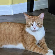 Toby joined the competition — help win amazing prizes! cat, orange_cat, white_chest, tabby, feline, pet, animal, lying_down, relaxed, portrait, green_eyes, whiskers, ears, paws, fur, wood_floor, indoor, home, furniture, photography