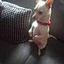dog, small_dog, white_dog, red_collar, couch, pillow, houndstooth_pattern, indoor, pet, sitting, furniture, canine, companion, household, animal, cute, domestic, blurred, soft_light, cozy