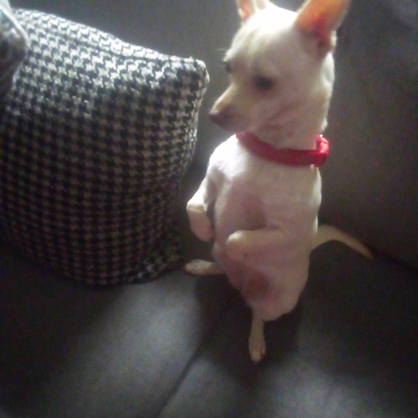 Lebaby is registered to the contest to win money with this photo: animal, blurred, canine, companion, couch, cozy, cute, dog, domestic, furniture, houndstooth_pattern, household, indoor, pet, pillow, red_collar, sitting, small_dog, soft_light, white_dog