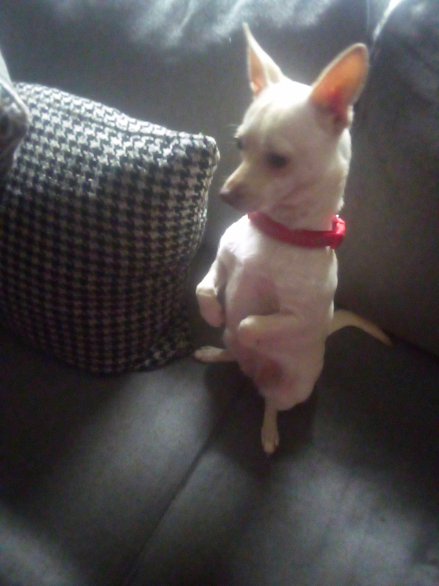 Lebaby is registered to the contest to win money with this photo: dog, small_dog, white_dog, red_collar, couch, pillow, houndstooth_pattern, indoor, pet, sitting, furniture, canine, companion, household, animal, cute, domestic, blurred, soft_light, cozy