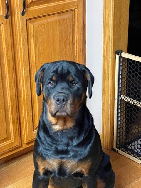 Tango is registered to the contest to win money with this photo: ancient_dog_breeds, canidae, carnivore, companion_dog, dog, dog_breed, fawn, flooring, fur, guard_dog, hardwood, rottweiler, snout, sporting_group, terrestrial_animal, whiskers, wood, wood_stain, working_animal, working_dog